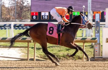 Online Horse Racing Betting India Guide 2026 | Reddy Anna