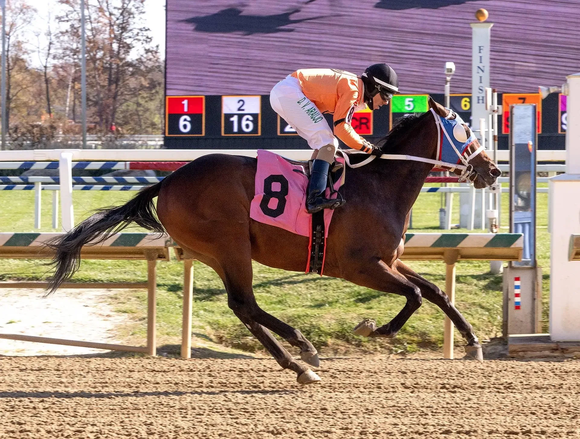 Online Horse Racing Betting India Guide 2026 | Reddy Anna